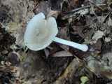 Amanita farinosa image