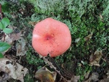 Russula cessans image