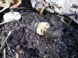 Morchella punctipes image