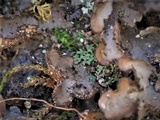 Agonimia papillata image