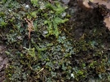 Agonimia papillata image