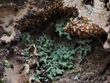 Agonimia papillata image