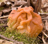 Gyromitra korfii image