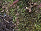 Agonimia papillata image