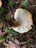 Polyporus radicatus image