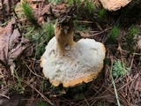 Polyporus radicatus image