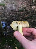 Tricholoma sejunctum image