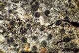 Rinodina santae-monicae image