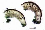 Rinodina santae-monicae image