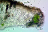 Rinodina santae-monicae image