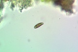 Rinodina santae-monicae image