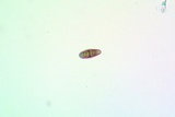 Rinodina santae-monicae image