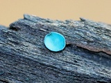 Chlorociboria aeruginosa image
