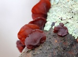 Exidia recisa image