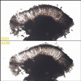 Rhizocarpon petraeum image