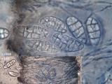Rhizocarpon petraeum image