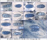 Rhizocarpon petraeum image