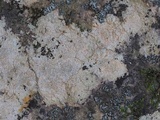Verrucaria calciseda image