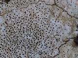 Verrucaria calciseda image