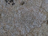 Verrucaria calciseda image