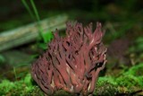 Clavaria zollingeri image