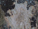 Verrucaria calciseda image