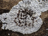 Rhizocarpon petraeum image