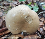 Tylopilus minor image