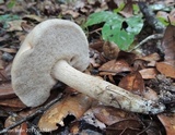 Tylopilus minor image