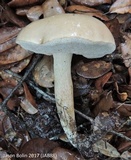 Tylopilus minor image