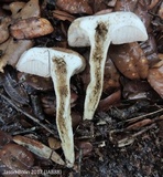 Tylopilus minor image