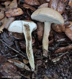 Tylopilus minor image