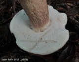 Tylopilus minor image