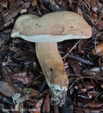 Tylopilus minor image