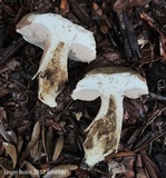 Tylopilus minor image