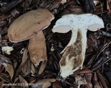 Tylopilus minor image