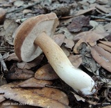 Tylopilus minor image