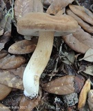 Tylopilus minor image