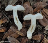 Tylopilus minor image