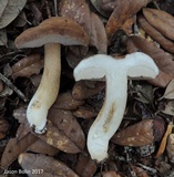 Tylopilus minor image