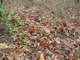 Gyromitra caroliniana image
