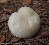 Tylopilus rhoadsiae image