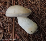 Tylopilus rhoadsiae image