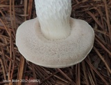 Tylopilus rhoadsiae image