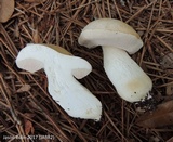 Tylopilus rhoadsiae image