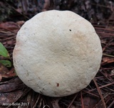 Tylopilus rhoadsiae image