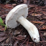 Tylopilus rhoadsiae image