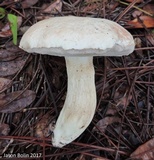 Tylopilus rhoadsiae image