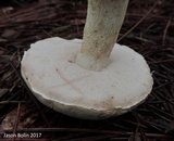 Tylopilus rhoadsiae image