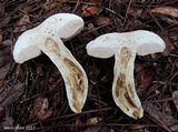 Tylopilus rhoadsiae image